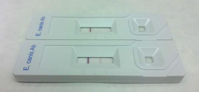 Photo 14: Two kits with very different T band intensities used to test two samples with similar IFIbased titres (1/80).