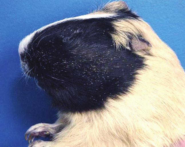 EXTERNAL PARASITES Guinea pigs, like rabbits, are prone to external parasite and fungal infections.