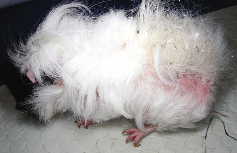 Burrows are difficult to detect and just a few mites can cause considerable irritation, pruritus and lesions similar to canine sarcoptic mange. Trixacarus caviae is smaller than S.