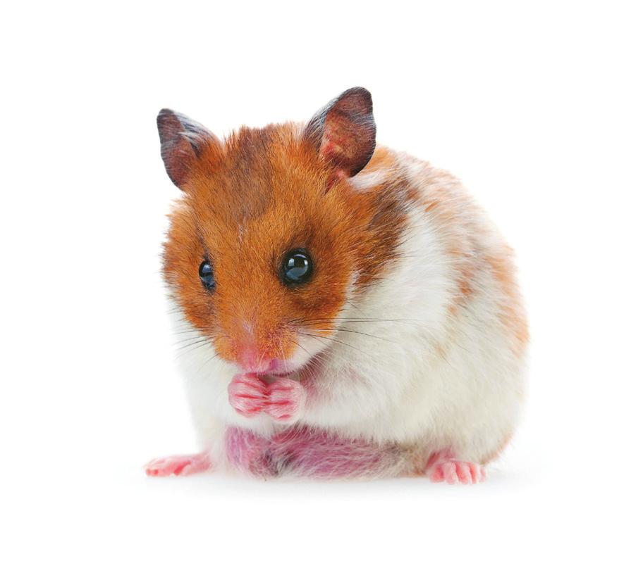 6: Hamsters Common or important