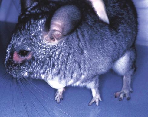 EXTERNAL FUNGAL INFECTIONS Chinchillas are frequently infected by the dermatophyte Trichophyton mentagrophytes (complex species) (Figure 25).