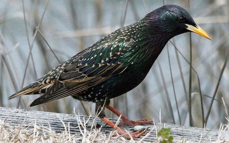 BIOLOGY, LEGAL STATUS, CONTROL MATERIALS, AND DIRECTIONS FOR USE Starling Family: Sturnidae Introduction: The European starling (Sturnus vulgaris) is a non-native invasive species.