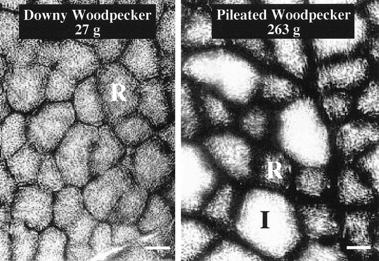 MORPHOLOGY, VELOCITY, AND INTERMITTENT FLIGHT 183 FIG. 4. Transverse sections of woodpecker pectoralis muscle stained for succinic acid dehydrogenase (SDH) activity (adapted from Tobalske (1996).