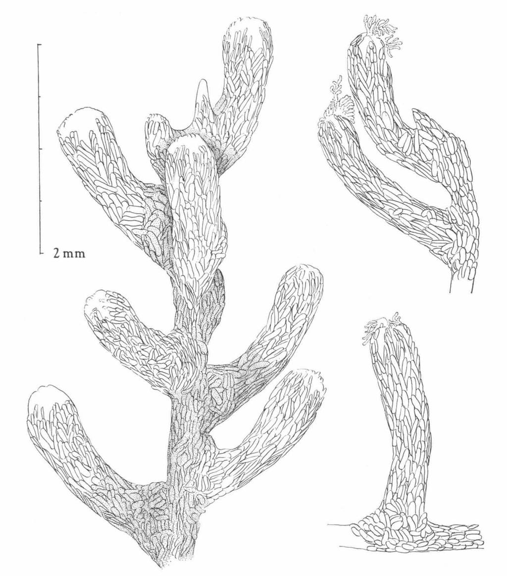 BAYER & MUZIK, NEW CHRYSOGORGIIDAE 87 Fig. 9. Polyps of Xenogorgia sciurus spec. nov. and extend into the bases of the tentacles.