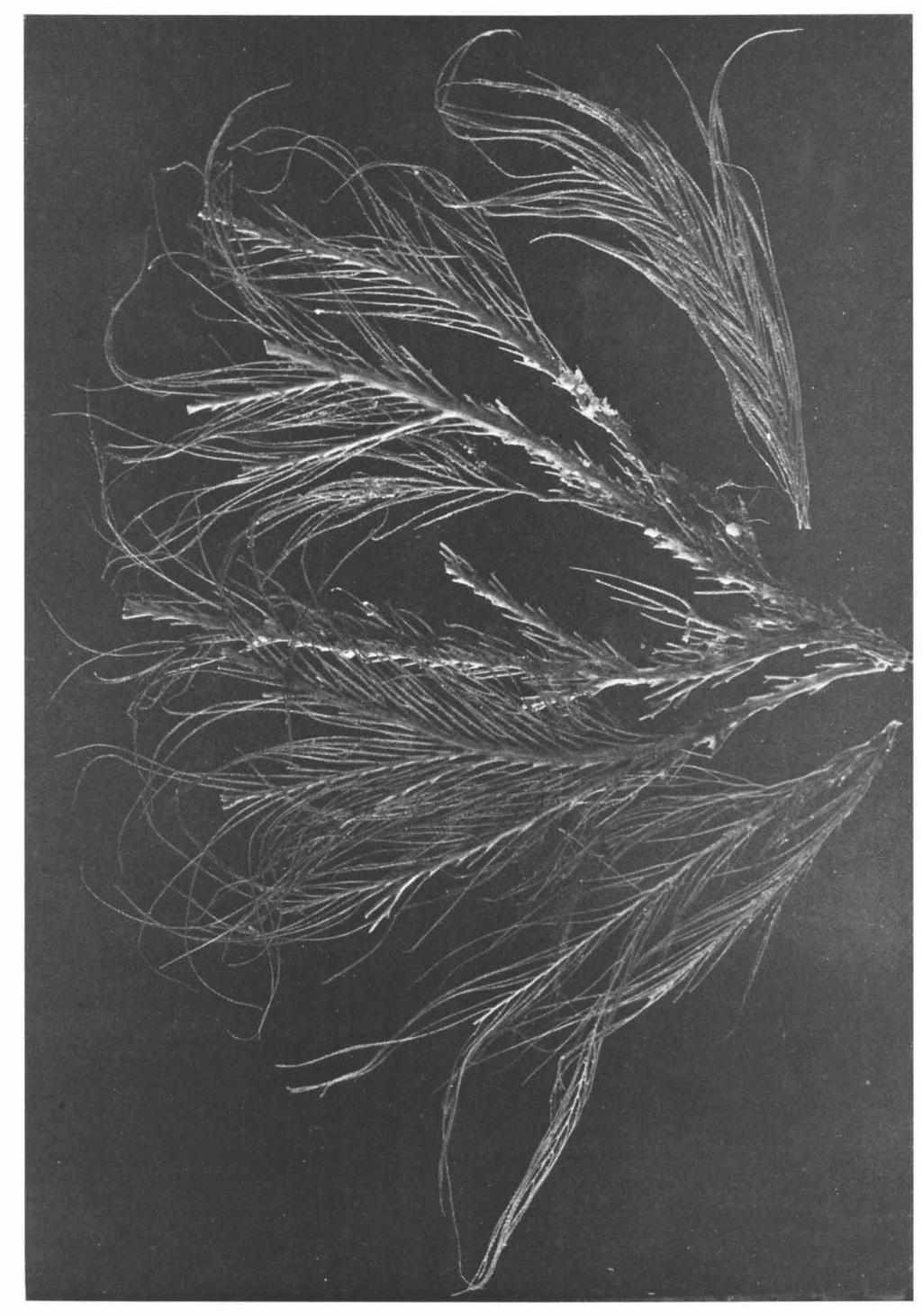 Stephanogorgia diomedea spec, nov,, branches