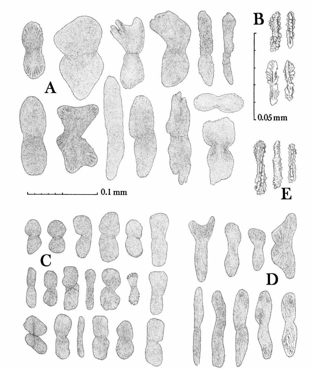 72 ZOOLOGISCHE MEDEDELINGEN 50 (1976) Fig. 2, A, sclerites from body of polyp of Stephanogorgia wainwrighti spec. nov. ; B, sclerites from tentacles of S.