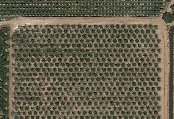 2015-2016 Insecticide Evaluations Chandler walnut orchard, Yuba County, CA Treatment timings - Delayed dormant and/or first generation crawlers 12 treatments x 4 reps = 48 trees 3 rows