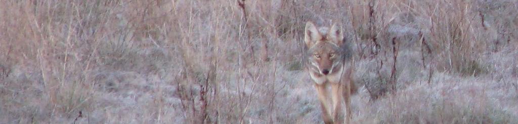 Coyotes are among the larger predators found in our our open space parks, and they can sometimes be seen in the more secluded areas, usually at dusk or dawn, while out hunting for a meal.