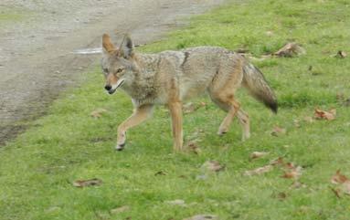 Coyotes have very highly developed senses, particularly their sense of smell.