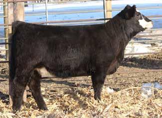 She has the versatility in her pedigree as a 3/4 blood to make sure fire purebreds or smoking percentage cattle.