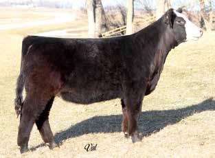 True show heifer right here! Not many Gabby daughters will be offered for sale in the near future so get in on this incredible cow family while you still can!