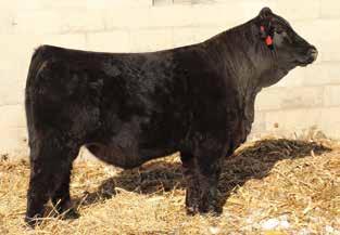 1 41.0 -.38.10 -.090.89 136 81 This end of February Purebred bull is one to write home about! We absolutely love this bull for his structure, growth and performance, and added look.