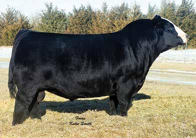 This is one to consider whether you need a show heifer or your future cow her bull maker.