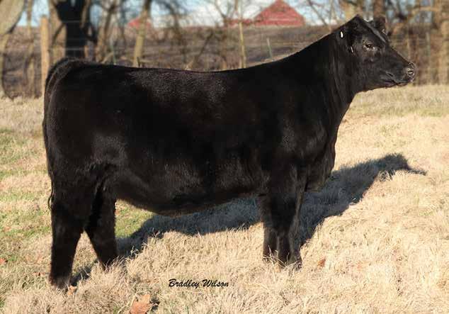 HLVW/BKB Love Pays 1811 13 HLVW/BKB Love Pays 1811 Purebred BD: 1/24/18 ASA# 3434799 Tattoo: 1811F Consignor: Hillview Farms CE 9 CNS Pays To Dream T759 LLSF Pays To Believe ZU194 BW WW 2.