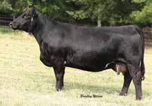 86 lbs. Love Pays 1811 is a January purebred by LLSF Pays To Believe and our lead donor Ryan Right To Love C104.