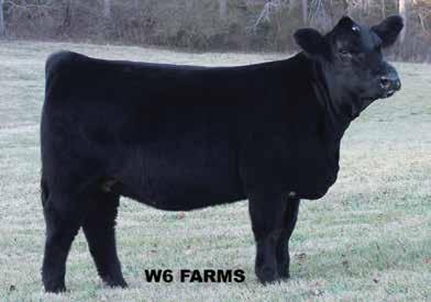This purebred will only get better and as a bred heifer we feel this one will be tough to run with. Another promising breeding tool. Tylertown Lockedup WLE Missy Z4293 - ref.