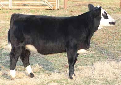 In addition, she is a big footed and stout made heifer who is as hairy as any. She is halter broke and has already been shown, so she is ready for any junior to take her home.