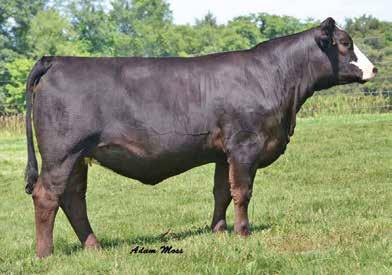API 119 This one will be some junior s members favorite hopefully for what she has to offer in the show ring. Candy is not only sweet; she is complete, striking and very well designed end to end.