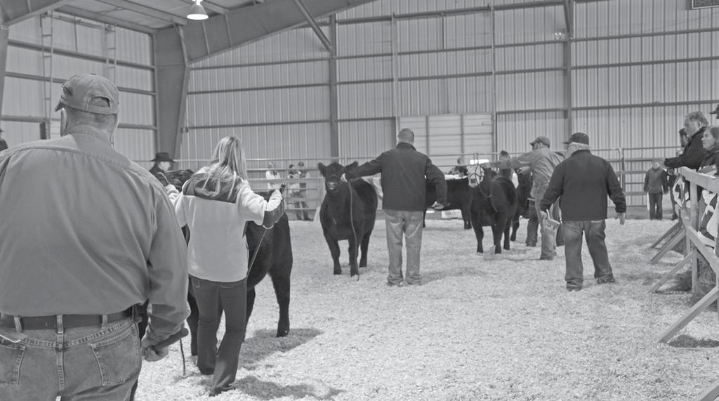W E L C O M E The expo season across the south is an exciting time for the Simmental business.