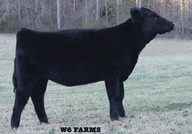 API 121 It is not every day, you get a chance to buy a female with the pedigree this heifer possesses. When you can add a 3Aces and B&K Farms to your cow herd, it is a must.