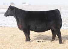 HINDSIGHT is huge topped, deep flanked, extremely long spined and necked, with a striking badly face. He offers extra pounds on his EPD profile and is out of a really good Angus cow.