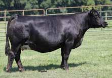 API 129 We believe in COW families and take big pride in the pedigrees we have that are the foundation here at TylerTown.