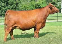 A maternal sib to S12E was high selling female at the KenCo Family Matters Sale going to Red River in TX and a full sib to S12E was high selling open there as well going to ClearWater in IN.