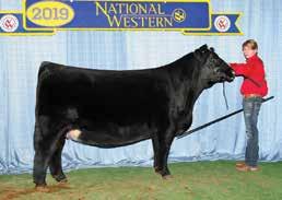 These big time genetics have been proven throughout Tennessee winning breed champion over twenty times and numerous Supreme Champion titles such as TN State Fair, Supreme Champion at the TN Beef