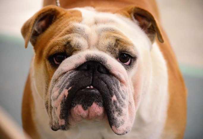 The Bulldog Club of Hampton Roads and Division VII will hold shows Memorial Day weekend. With the inclusion of the All Breed shows, there will be 7 shows that weekend!