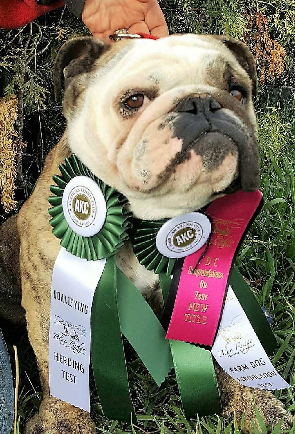 Page 2 Brags! Charlie and Peanut Earn Farm Dog Certification!