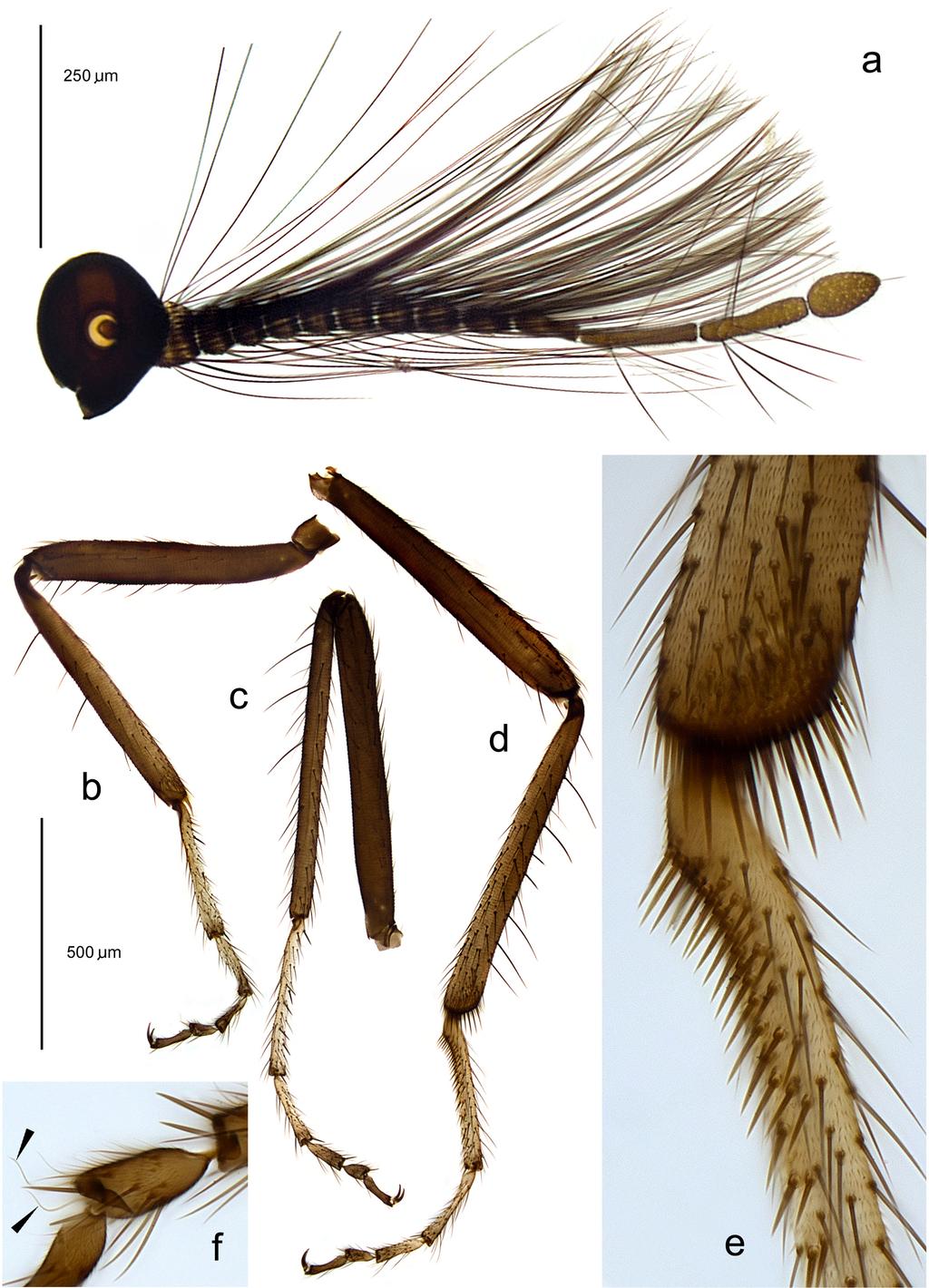 FIGURE 3. Ceratopogon azari sp. nov., male: a. antenna; b d. legs of fore (b), mid (c) and hind pair (d); e.