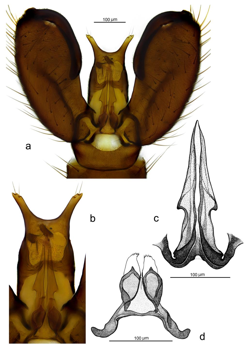 FIGURE 4. Ceratopogon azari sp. nov., male, holotype: a. male genitalia in ventral view; b.