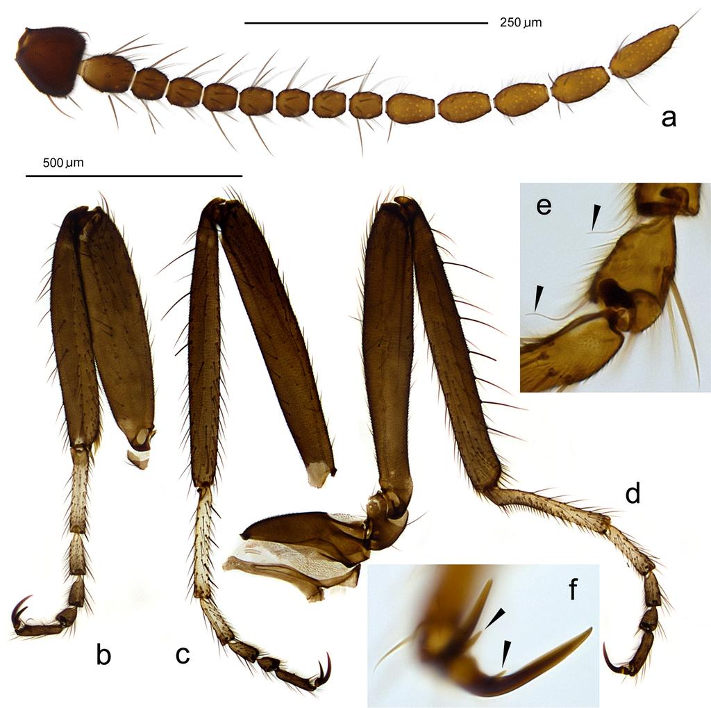 FIGURE 5. Ceratopogon azari sp. nov., female: a. antenna; b d. legs of fore (b), mid (c) and hind pair (d); e. tarsomere 4 of hind leg (sensilla capitata indicated with arrows); f.
