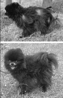 Cerundolo et al, 2004 16 Poms and 8 Min Poodles with Alopecia X Hair re-growth: 14/16 (85%)