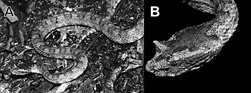 214 HERPETOLOGICA [Vol. 60, No. 2 FIG. 1. Adult male Trimeresurus cornutus (ZFMK 75067), a) in natural habitat; b) close up of head. Photos by T. Ziegler.