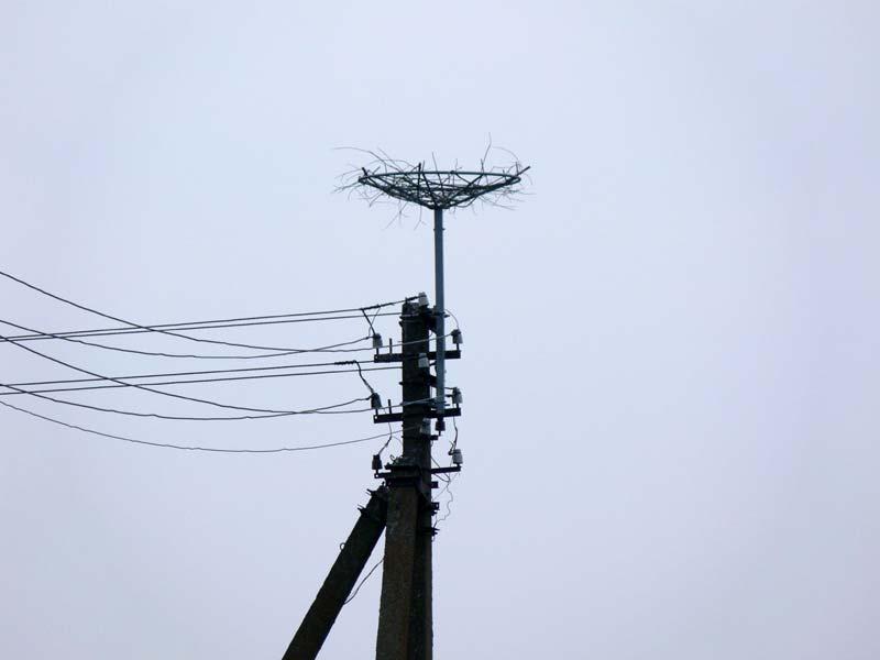 electricity pole, recorded during the monitoring.