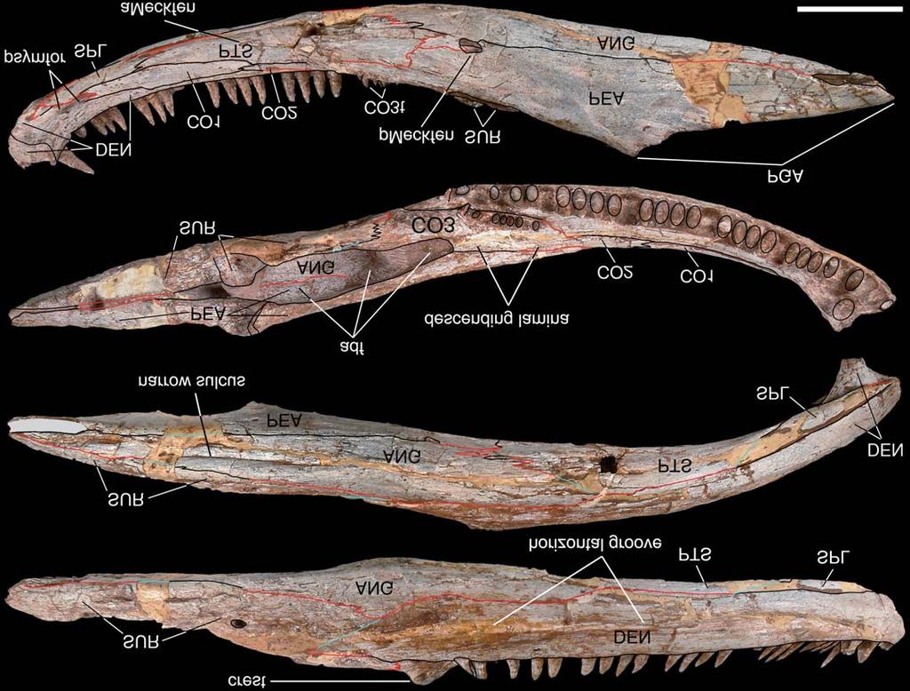 RUTA AND BOLT HADROKKOSAURUS AND TEMNOSPONDYL PHYLOGENY 581 50 mm Fig. 1. Temnospondyl amphibian Hadrokkosaurus bradyi (Welles, 1947), holotype (UCMP 36199), early Anisian, northeastern Arizona.