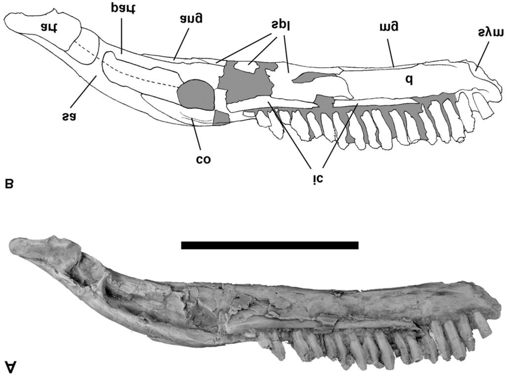 Figure 4. Left lower jaw of Massospondylus carinatus (SAM-PK-K1314). A, Photograph of lower jaw in medial view. B, Interpretative drawing of the lower jaw.