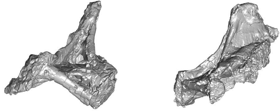 VOEGELE ET AL. DORSAL VERTEBRAE OF GIANT TITANOSAURIAN FROM ARGENTINA 675 A ramus of anterior ramus of postzygapophyseal fossa B postzygapophyseal fossa 10 cm Fig. 7.
