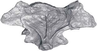 Most anterior dorsal vertebra preserved of titanosaurian sauropod Dreadnoughtus schrani Lacovara, Lamanna, Ibiricu, Poole, Schroeter, Ullmann, Voegele, Boles, Carter, Fowler, Egerton, Moyer,