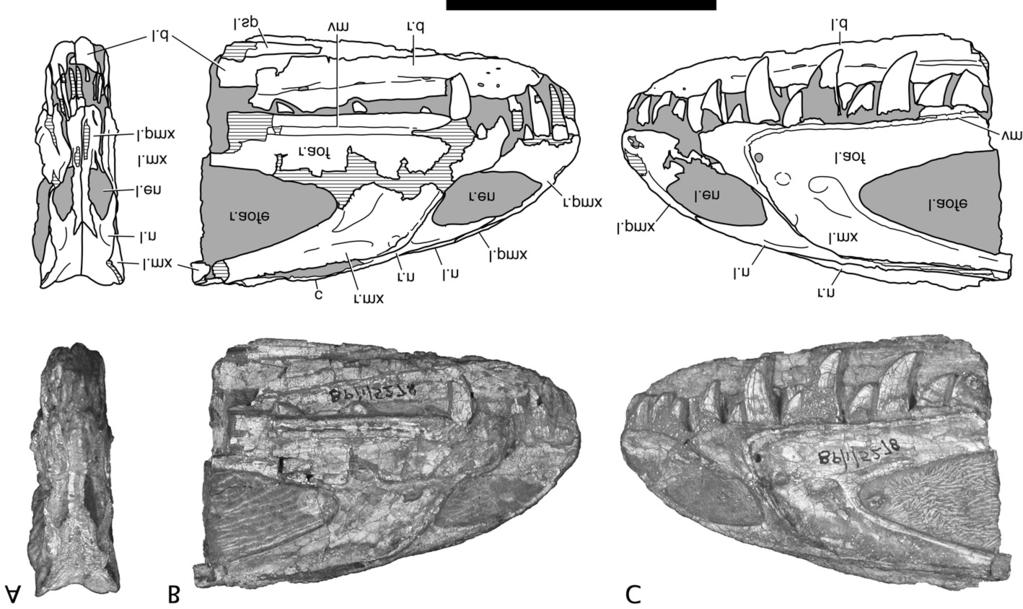 Figure 8. Snout of juvenile?dracovenator regenti gen. et sp. nov. (BP/1/5278) in (A) anterior, (B) right lateral and (C) left lateral views. Scale bar = 50 mm.