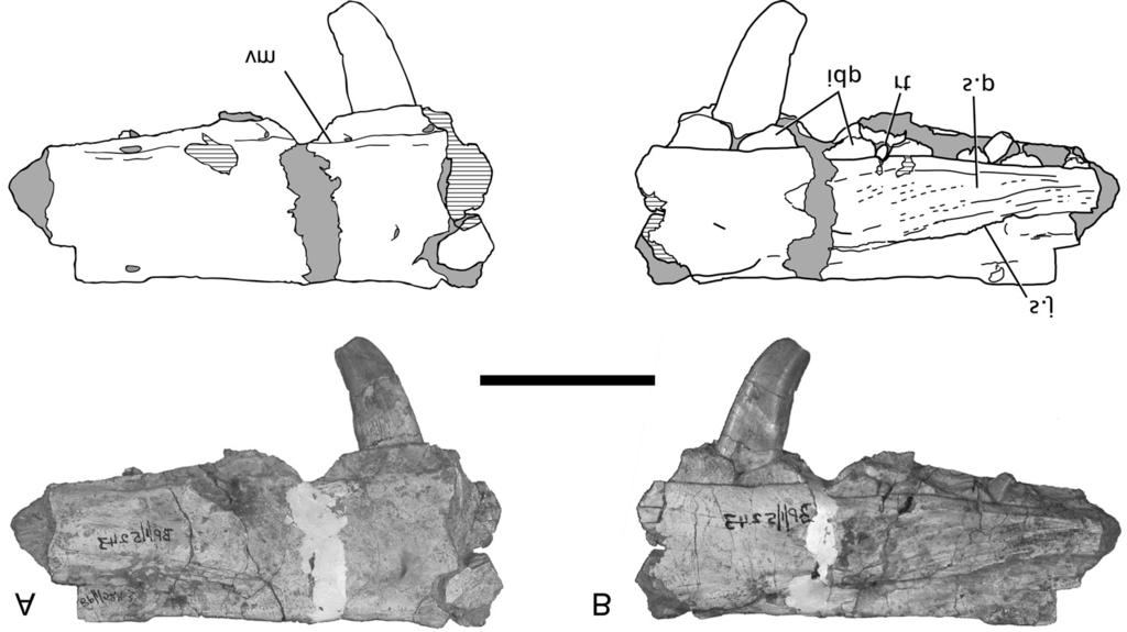 Figure 3. Posterior part of right maxilla of Dracovenator regenti gen et sp. nov. (BP/1/5243) in (A) lateral and (B) medial views. Scale bar = 50 mm.