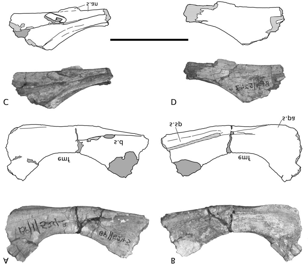 Figure 5. Post dentary bones of Dracovenator regenti gen et sp. nov. (BP/1/5243). Middle section of the right angular in (A) lateral and (B) medial views.