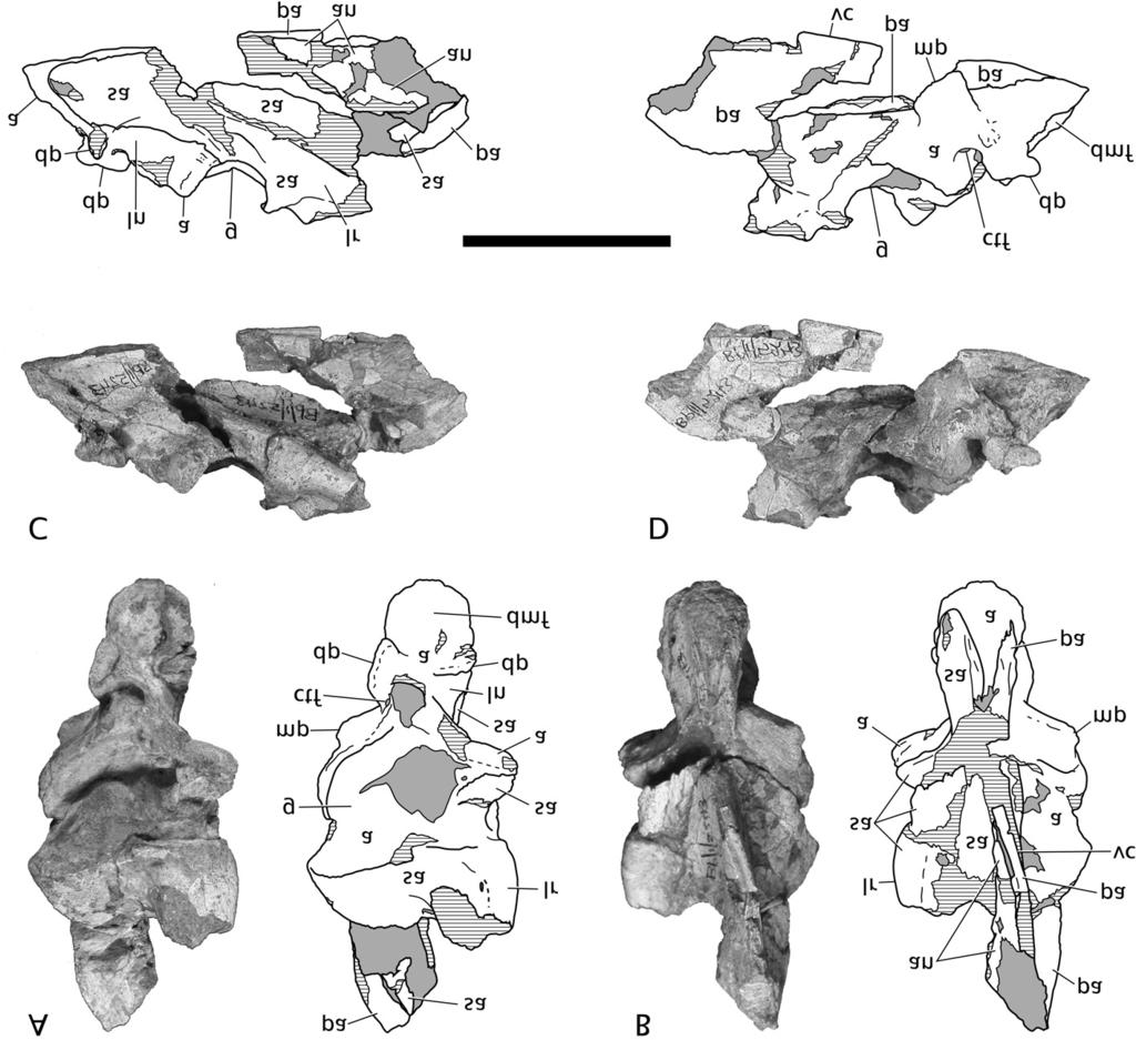 Figure 6. Posterior end of the right mandibular ramus of Dracovenator regenti gen et sp. nov. (BP/1/5243) in (A) dorsal, (B) ventral, (C) lateral and (D) medial views. Scale bar = 50 mm.