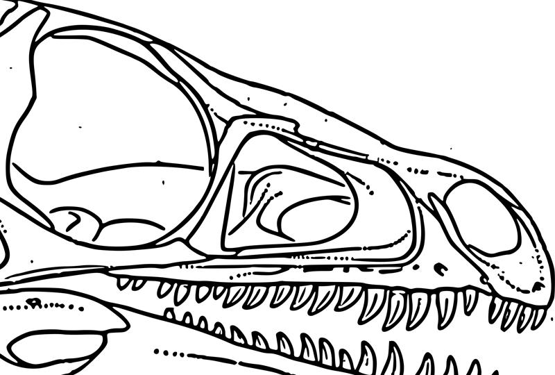 Eoraptor (0) (Image from: Sereno et al. 2012; copyright Society of Vertebrate Paleontology, www.vertpaleo.
