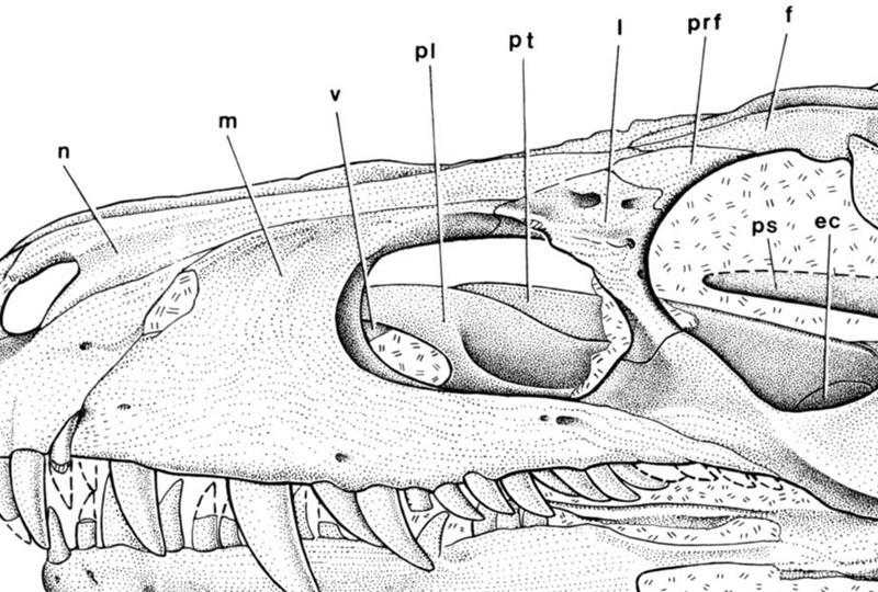 Herrerasaurus (0) (Image from: Sereno & Novas 1993; copyright Society of Vertebrate Paleontology, www.vertpaleo.