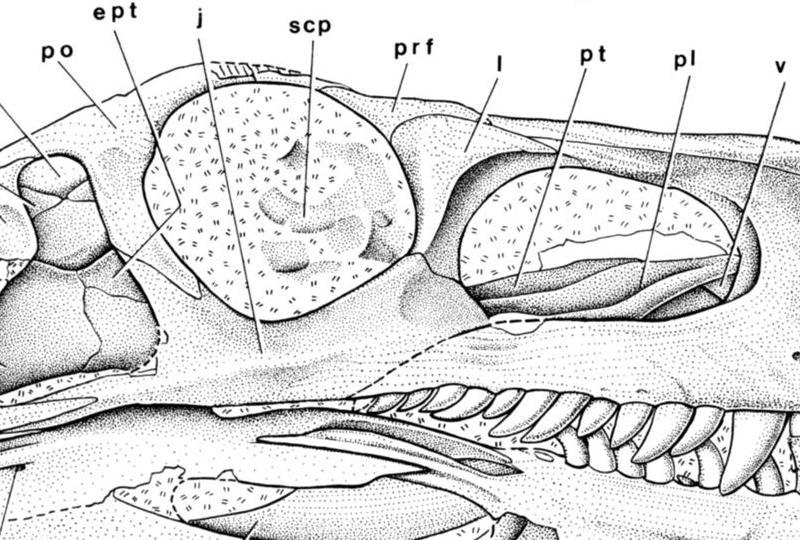 54. Jugal: Dorsally extending process of the anterior jugal (modified from Rauhut 2003; Yates 2007 ch.