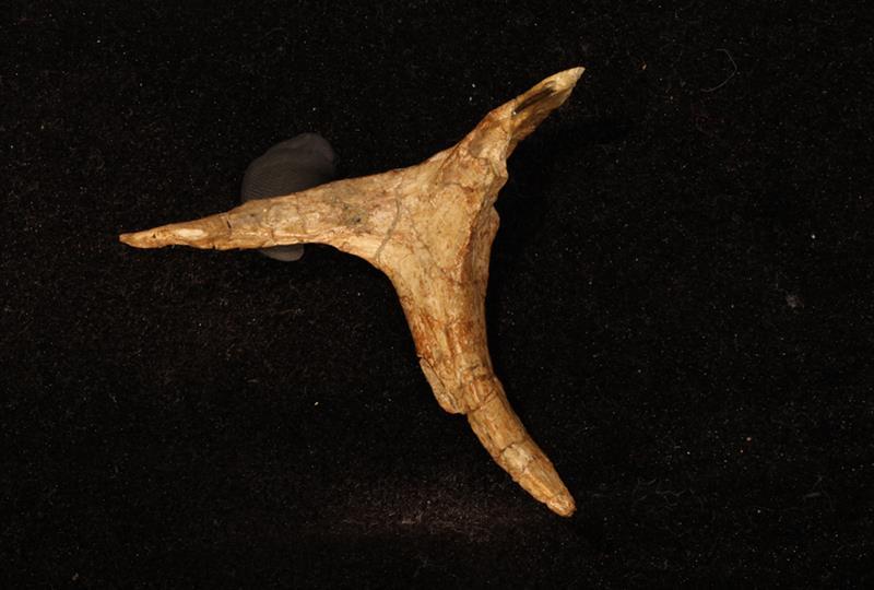 Plateosaurus erlenbergiensis