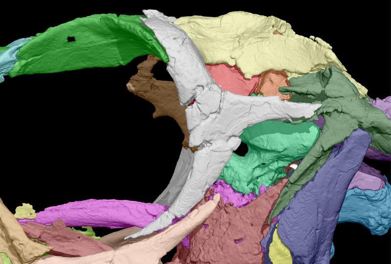 Massospondylus (1) (Image by: Kimberley Chapelle) 58. Postorbital: Distal end of frontal ramus, distinct concave notch between parietal and frontal facets (New character).
