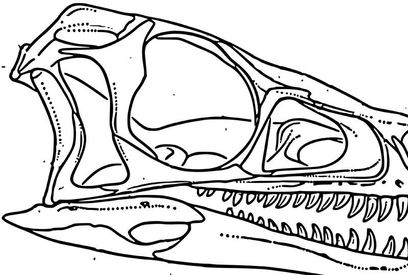 Eoraptor (1) (Image from: Sereno et al. 2012; copyright Society of Vertebrate Paleontology, www.vertpaleo.org, reprinted by permission of Taylor & Francis Ltd, http://www.tandfonline.